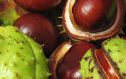 Обикновен конски кестен (Aesculus hippocastanum) Обикновен конски кестен (Aesculus hippocastanum)